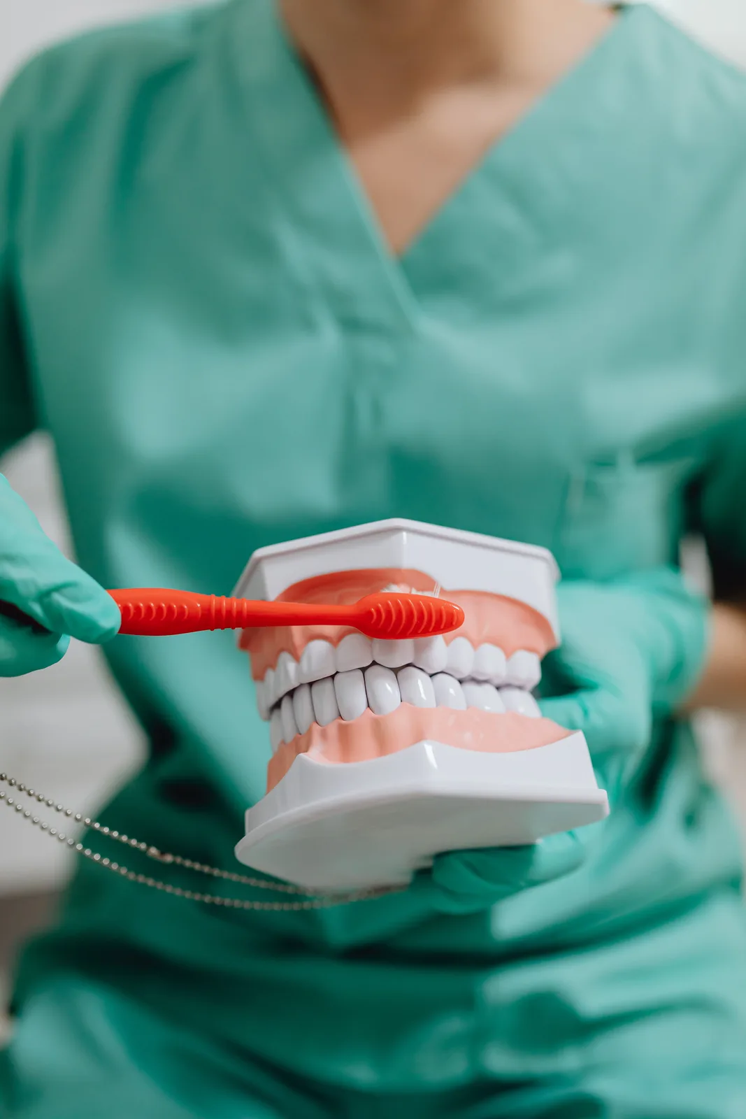 Hygiene demonstration on a dental model, referred to in the Dentures Vs Implants section for Toronto